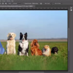 Selection Tool Photoshop CC 2022
